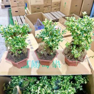 Bạch tuyết mai rễ nổi thùng 20c