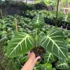 Philodendron gloriosum 75k/1c. #NTT