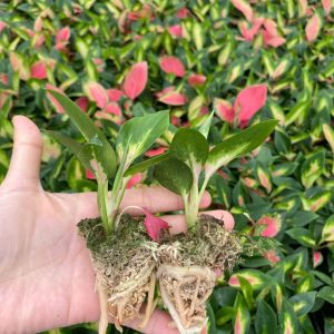 Cây giống vạn lộc