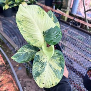 Thiên nhiên kiện var 165k/1c. #TN