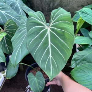Gloriosum c7-45k C9-55k. #TN