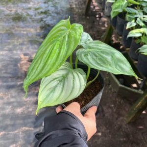 Plowmanii 45k/1c. #TN