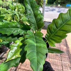 Cung đàn xanh 45k/1c. #TN