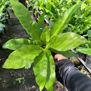 Ổ phụng 35k/1c. #TN