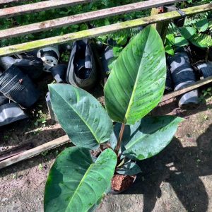 Đế xanh 45k/1c. #TN