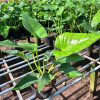 Đại hoàng Phú c9 45k/1c. #TN