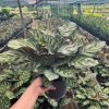 Công khổng tước 40k/1c. #NTT