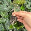 Polly lá đại thùng 420c