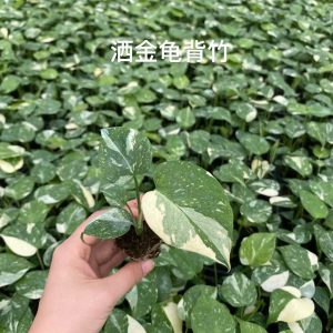 Thaicons thùng 288c.