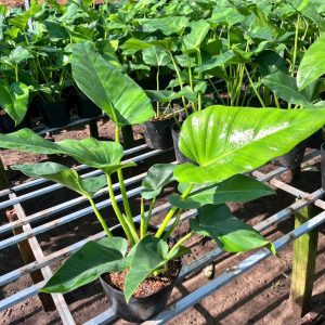 Đại hoàng Phú c9  #TN