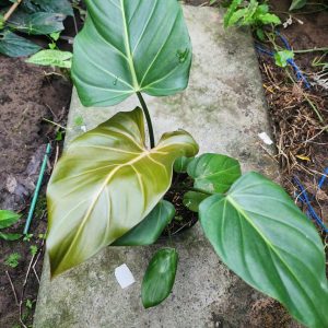 Philodendron Summer Glory. #BH