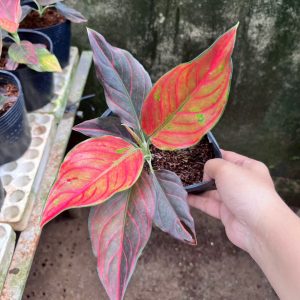 Phượng hoàng  #TN