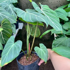 Gloriosum c7. #TN