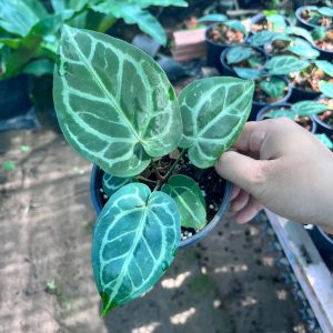 Anthurium các loại  #TN