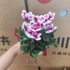 Anh thảo thùng 24c
